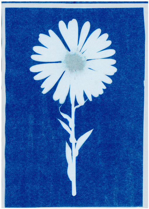 Cyanotype print of a white daisy on deep blue